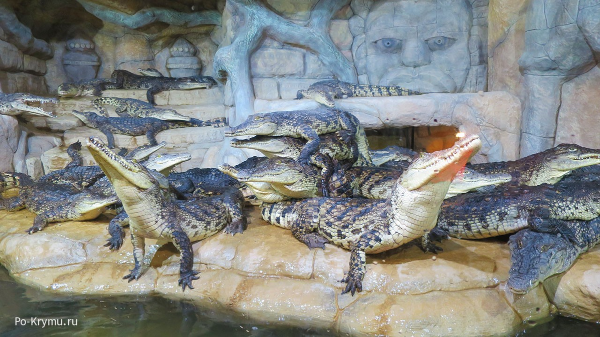 H3 Посетите крокодилов