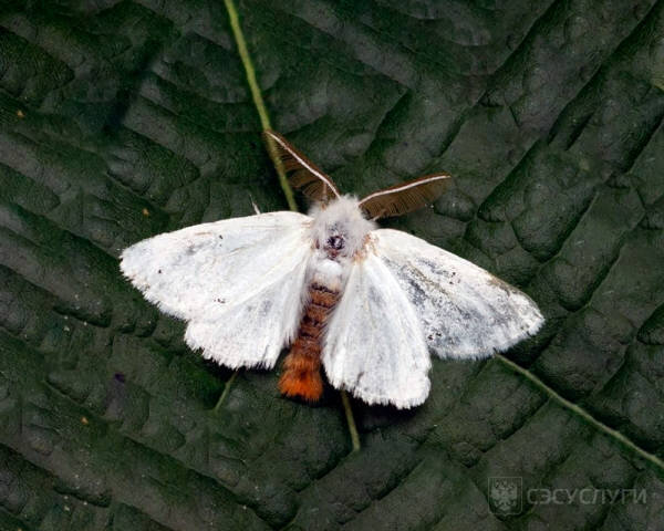 Белая моль (фото:sesuslugi.ru)
