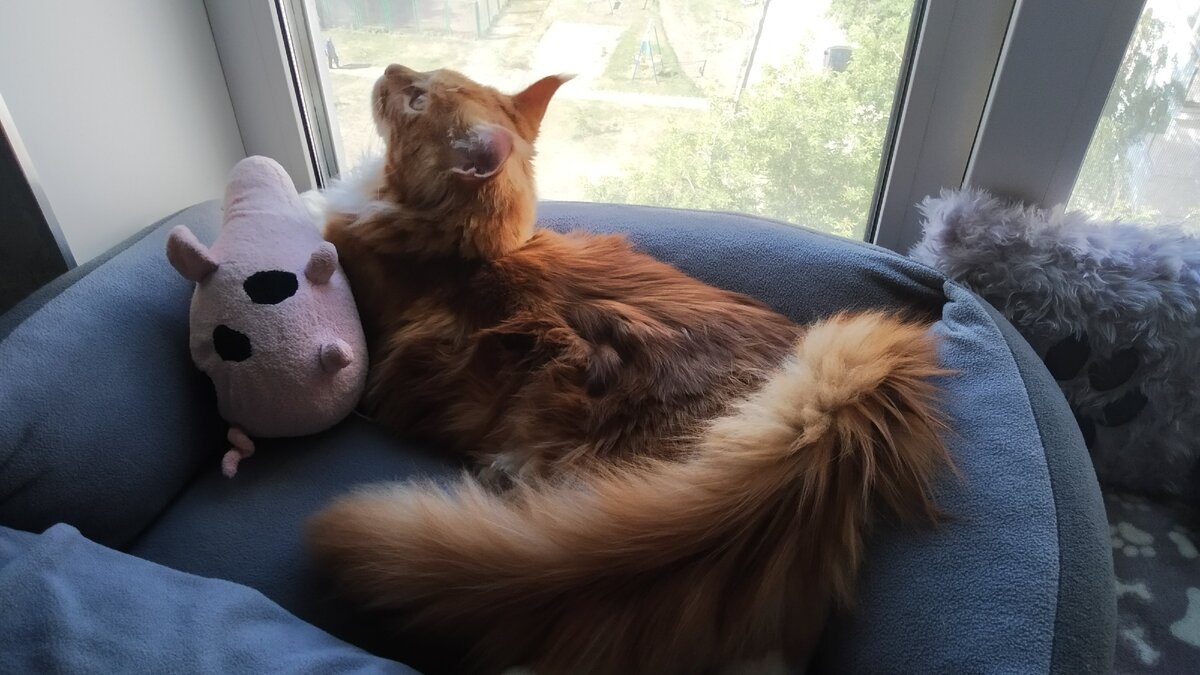 Мейн кун Степан июнь 2020.