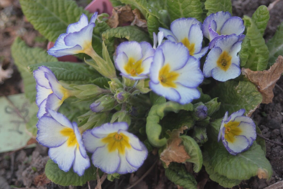Paris-90 в начале цветения