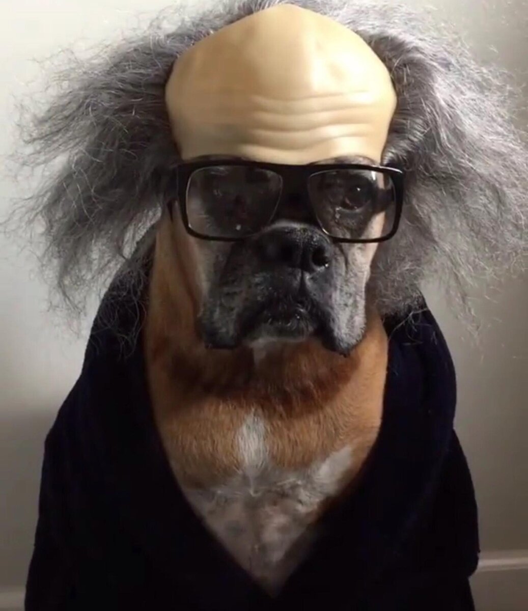 Как вам такая собака в очках и  парике...?