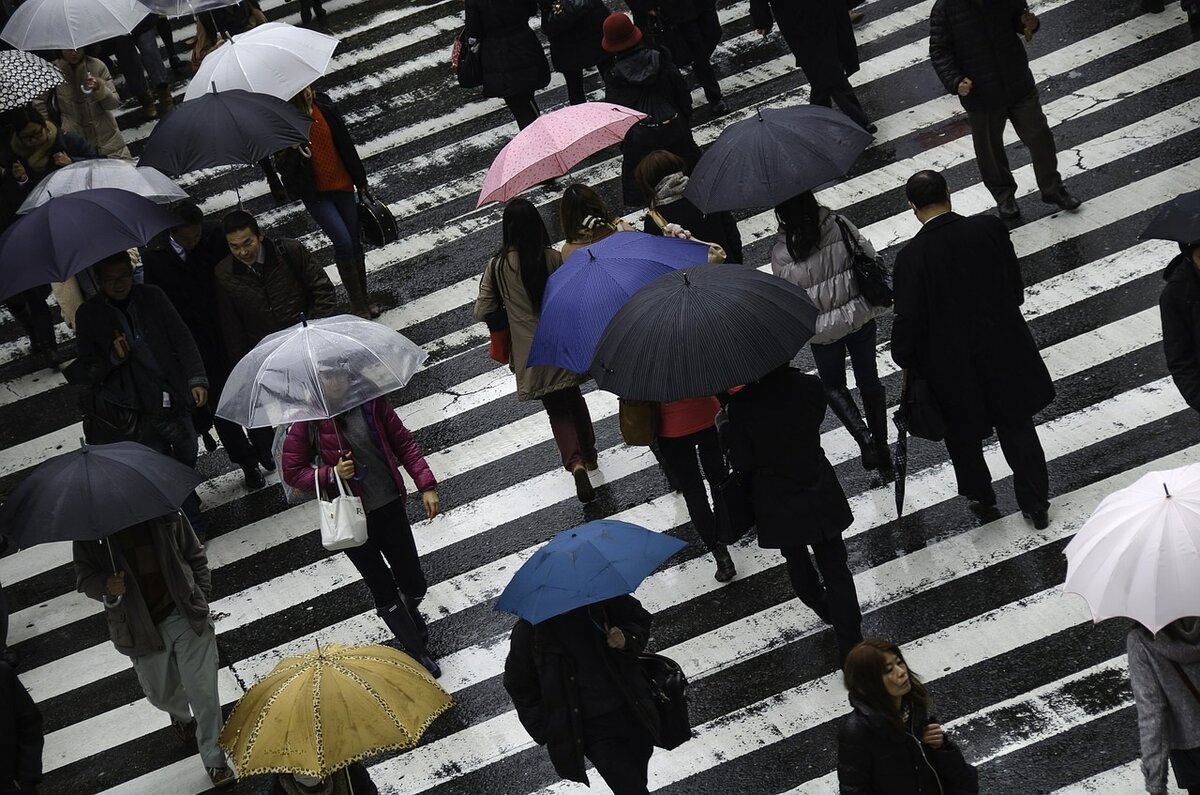 Цветные зонтики гигантского укропа...