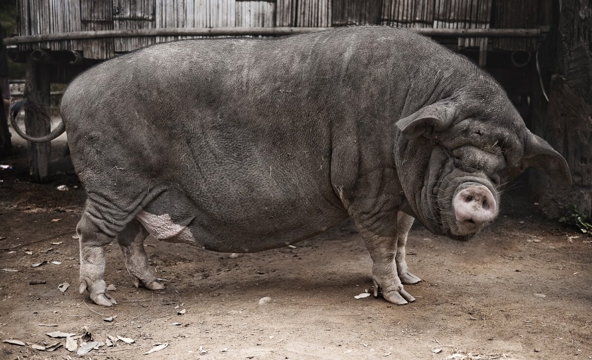 В чём отличие свиньи от кабана? Тонкая неочевидная грань | Книга животных |  Дзен