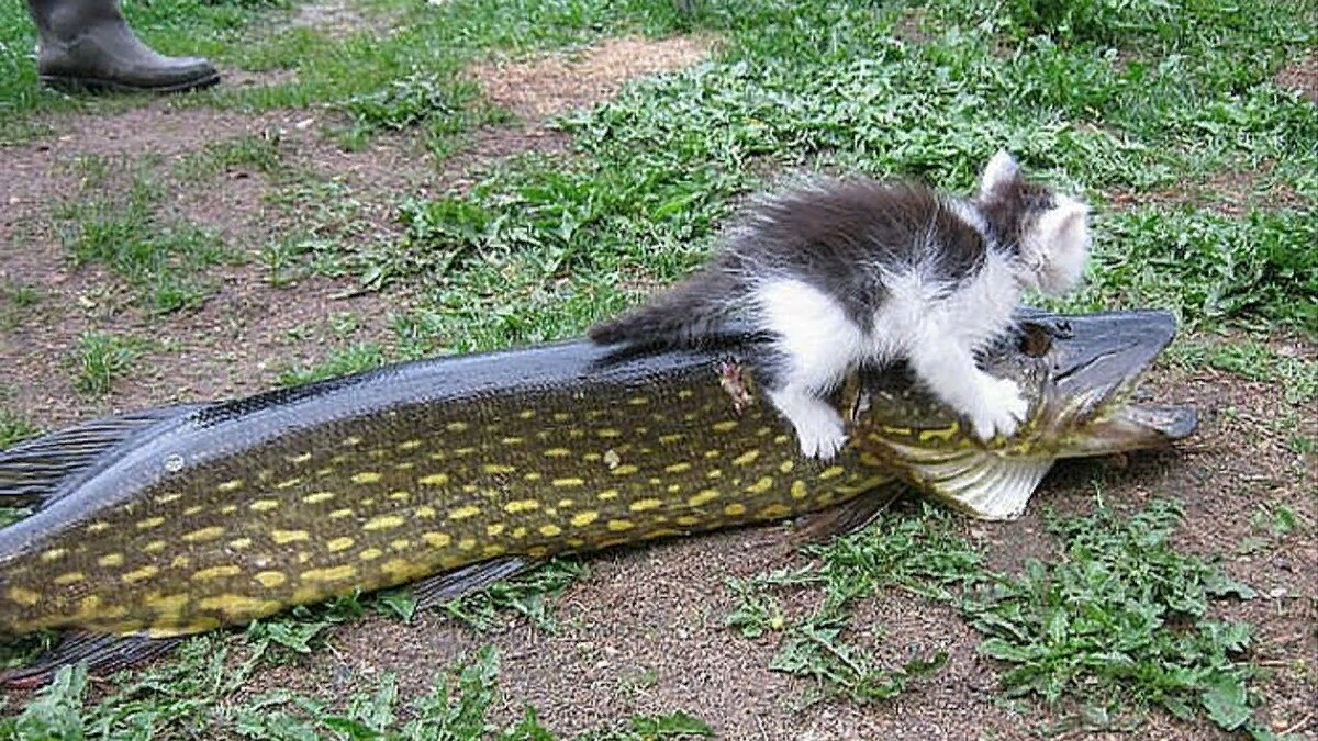 Жадно ловлю. Кот с рыбой. Кот с большой рыбой. Кот стащил рыбу. Кошка утащила рыбу.