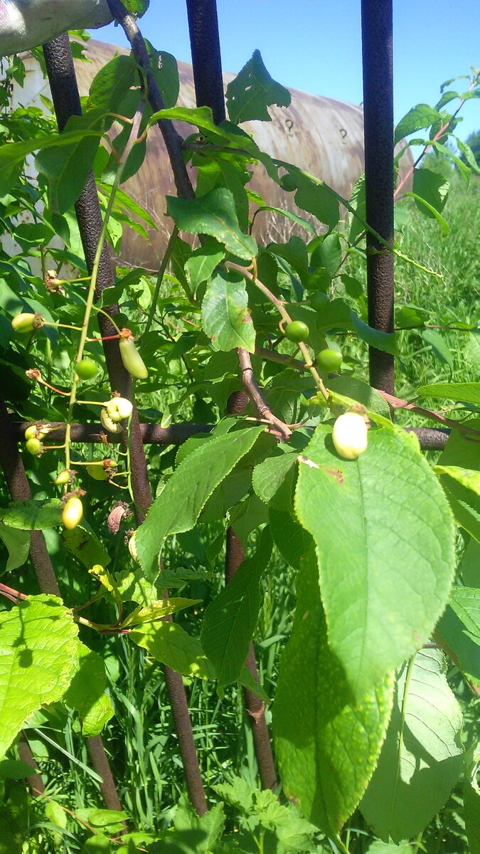 Вся черемуха усеяна этими странными плодами