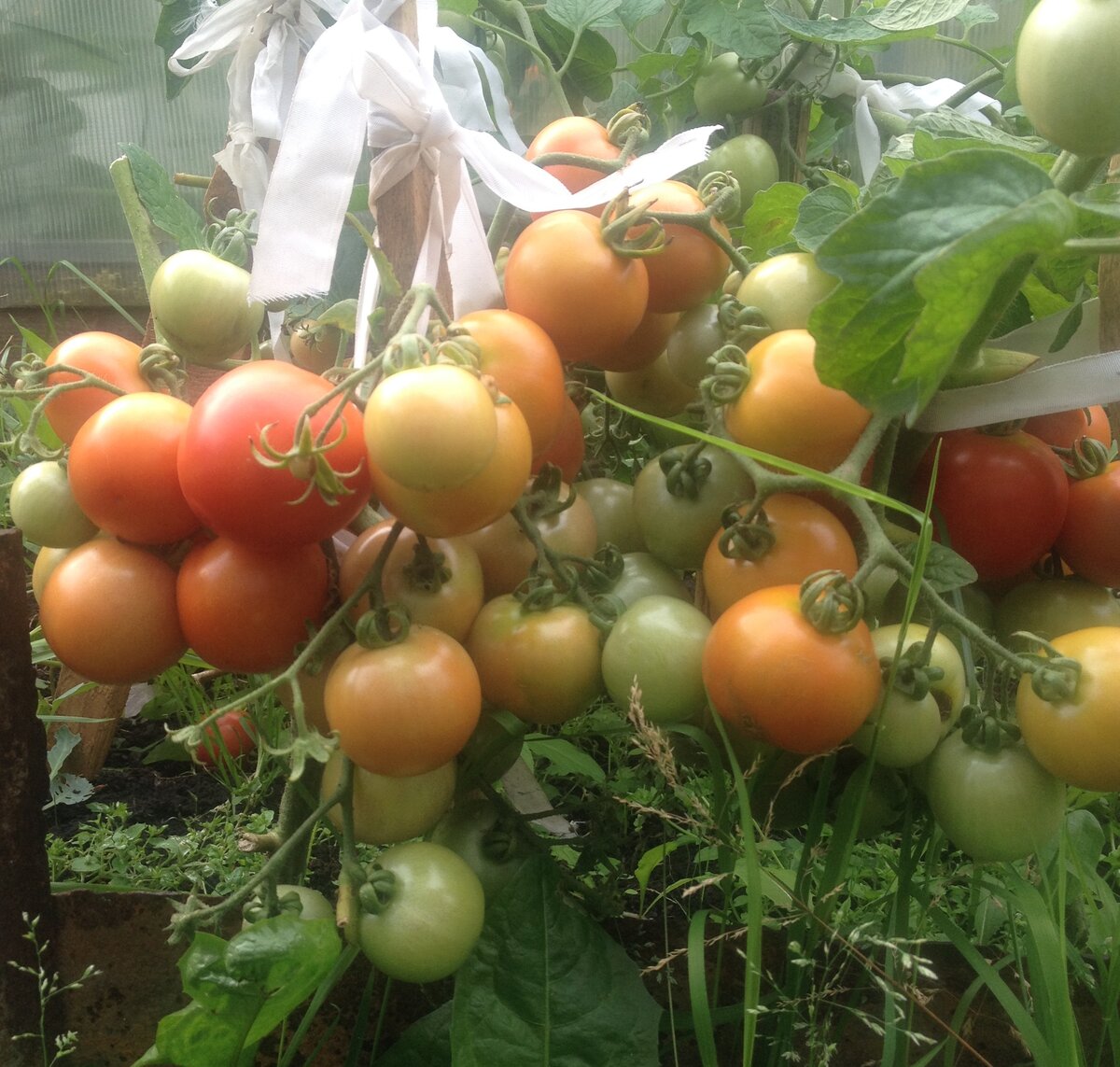 Томат Гном завалил урожаем