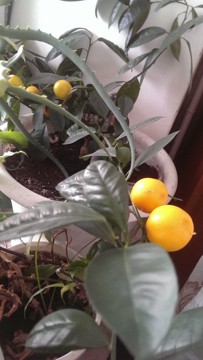 мандаринки....