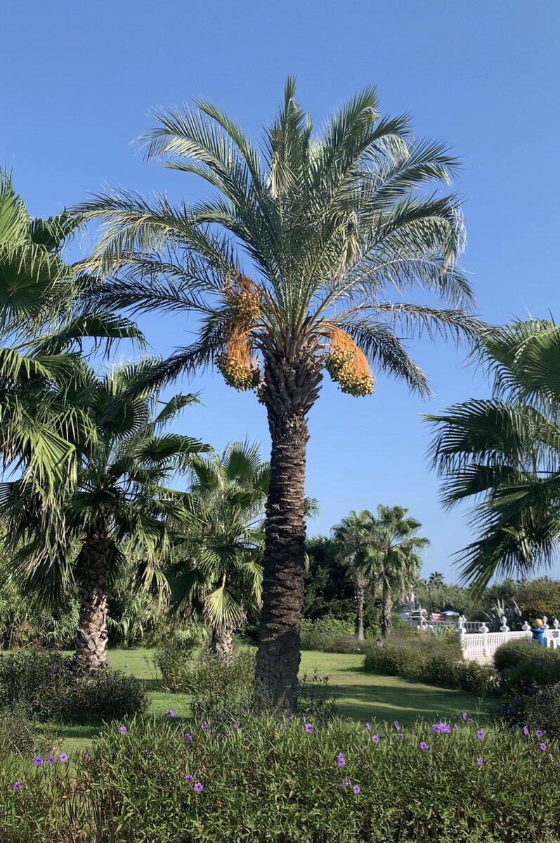 Финиковая пальма. Фото автора.