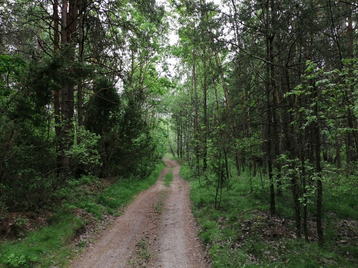 Бег босиком по летнему лесу