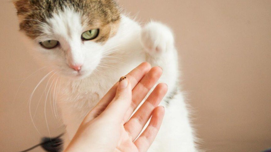 Как можно дрессировать кошек в домашних условиях | gafki.ru | Дзен