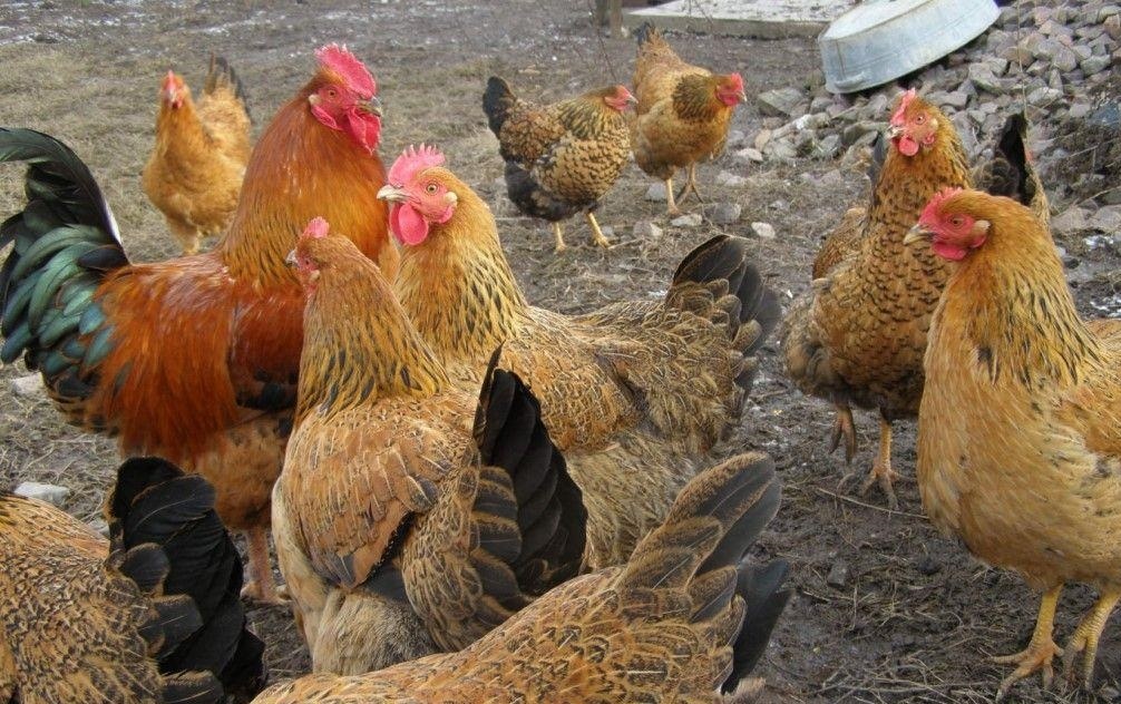 Фото из открытых источников