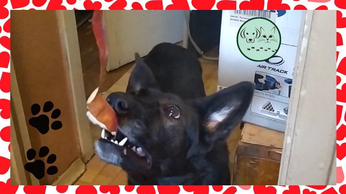 Линда обожает яблоки и никогда не пропустит шкурку от него