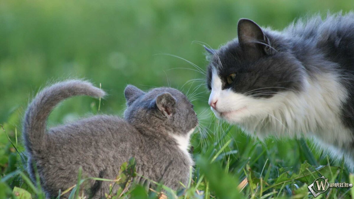 Объяснить на кошках? Пожалуйста! 🐈 из открытых источников