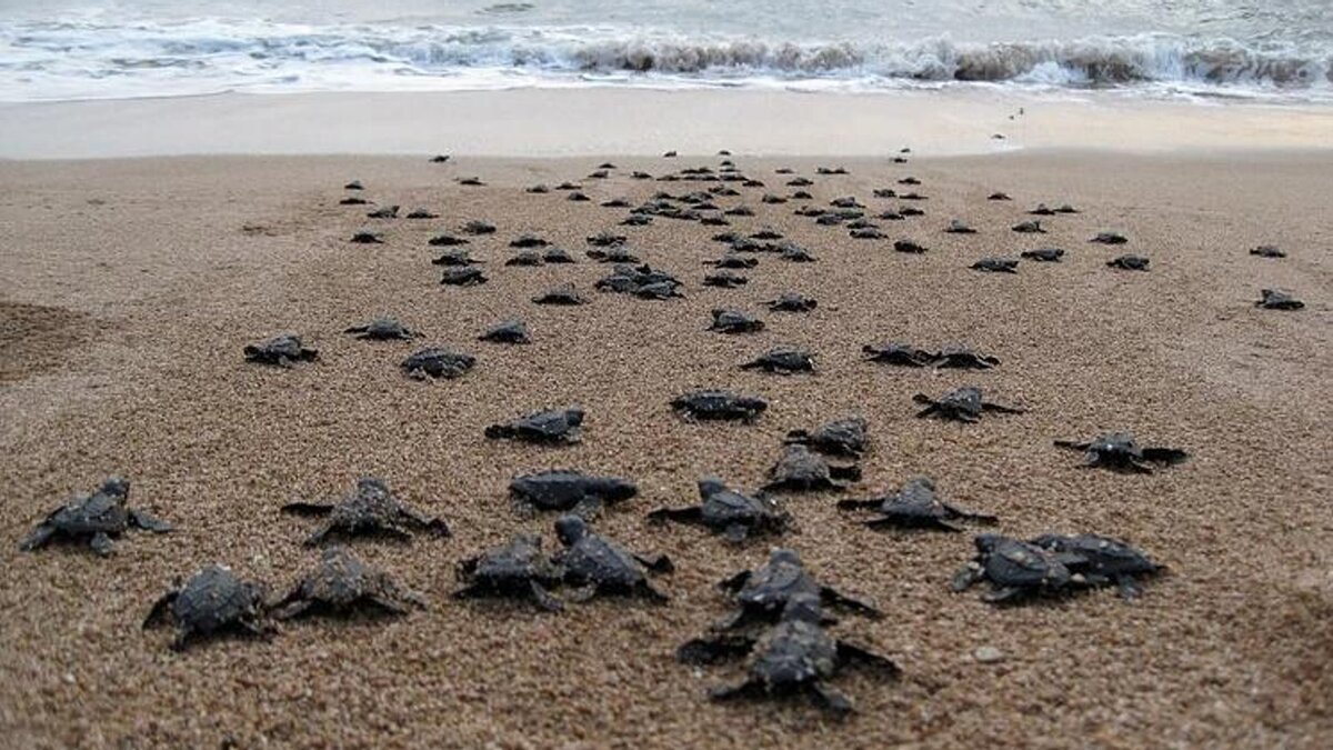 Источник: Яндекс Картинки.