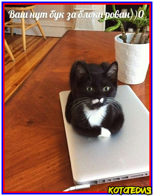 Пока не погладите меня