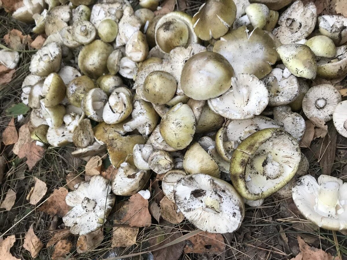 Гриб опенок редуцент. Грибы в экосистеме. Грибы в экосистеме. Грибы редуценты. Бактерии и грибы составляют в экосистеме группу редуцентов так как.