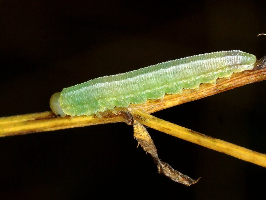 Фото из общего доступа, для примера.