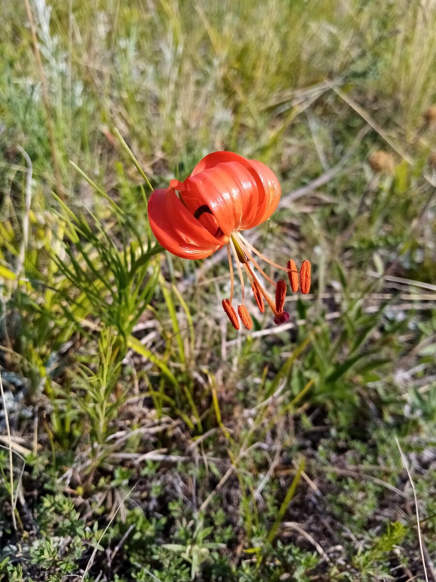 Когда цветут саранки, склон Унюка кажется залитым кровью.