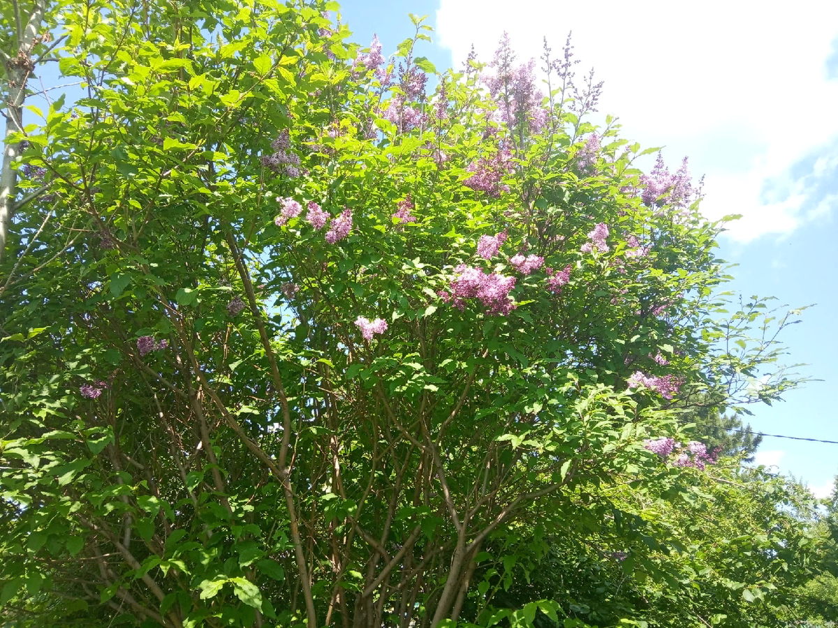 А какой аромат!