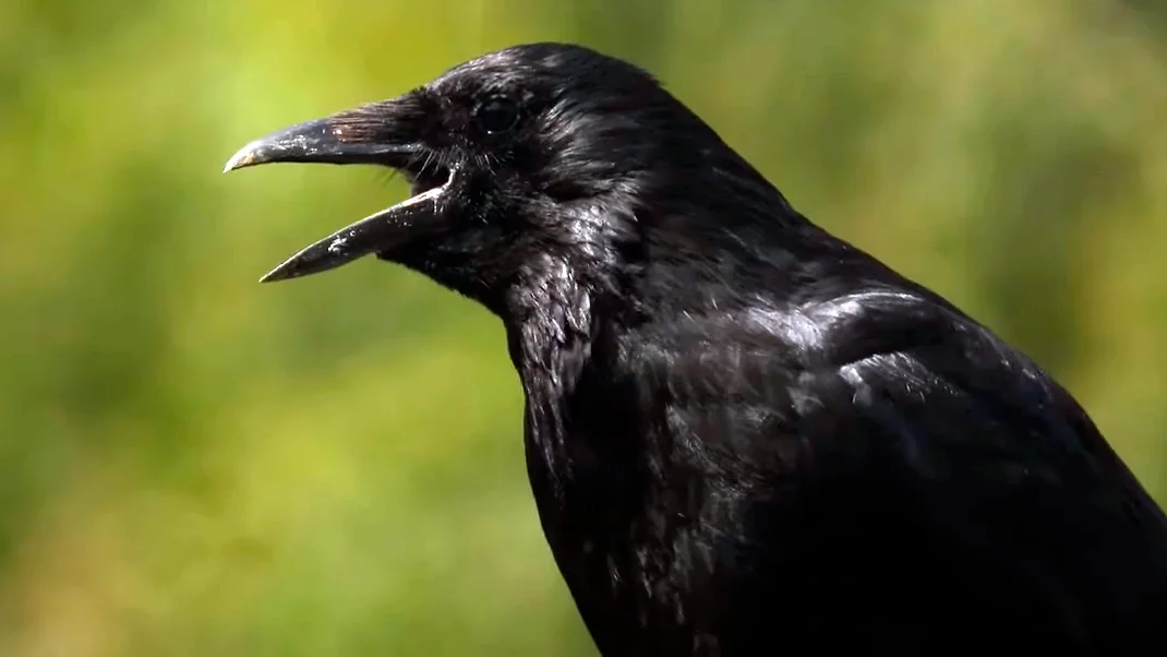Ворон с раскрытым клювом (взято из интернета)