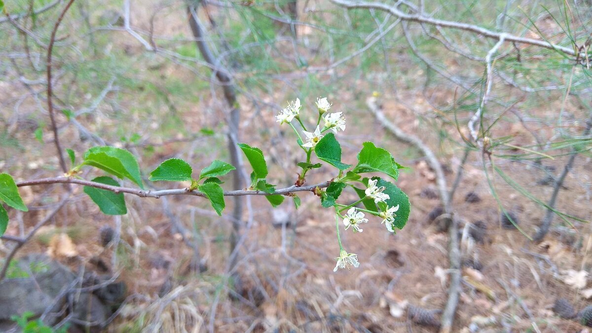 Зимой в Геленджике можно увидеть и такое