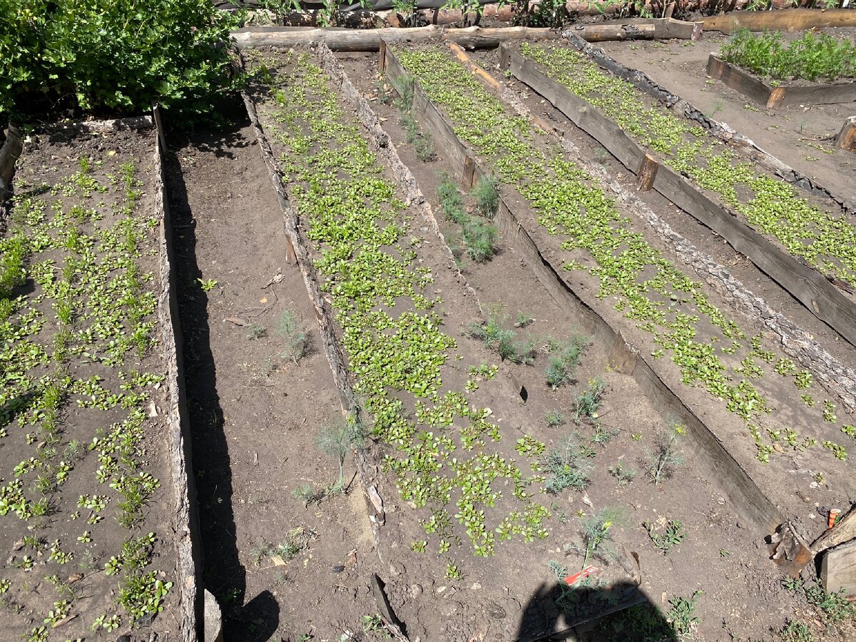 Вот такие заросшие грядки