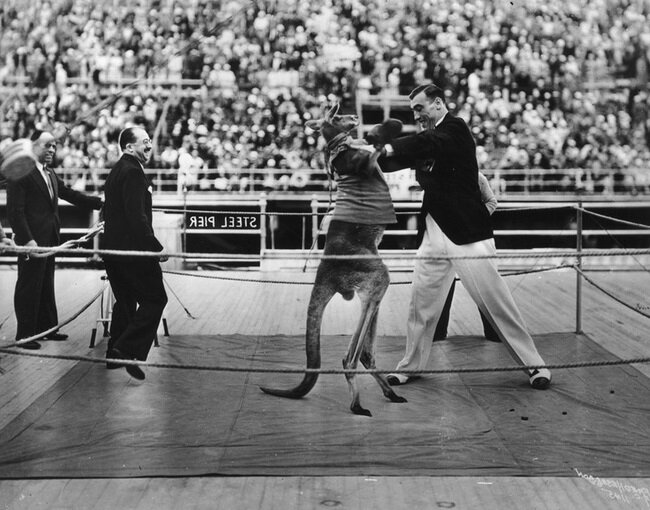 Примо Карнера спаррингует с кенгуру в Атлантик-Сити, 1933 год