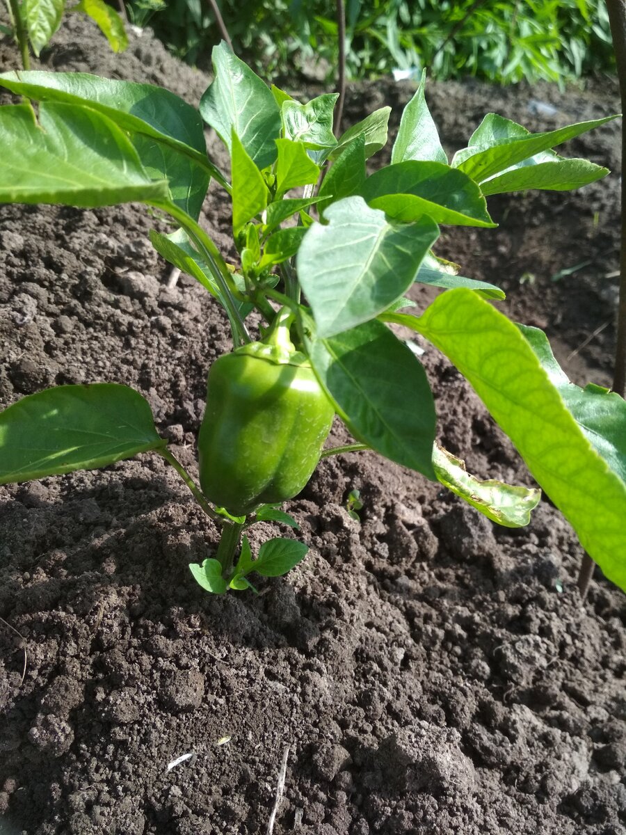 Перцы в июне в грунте