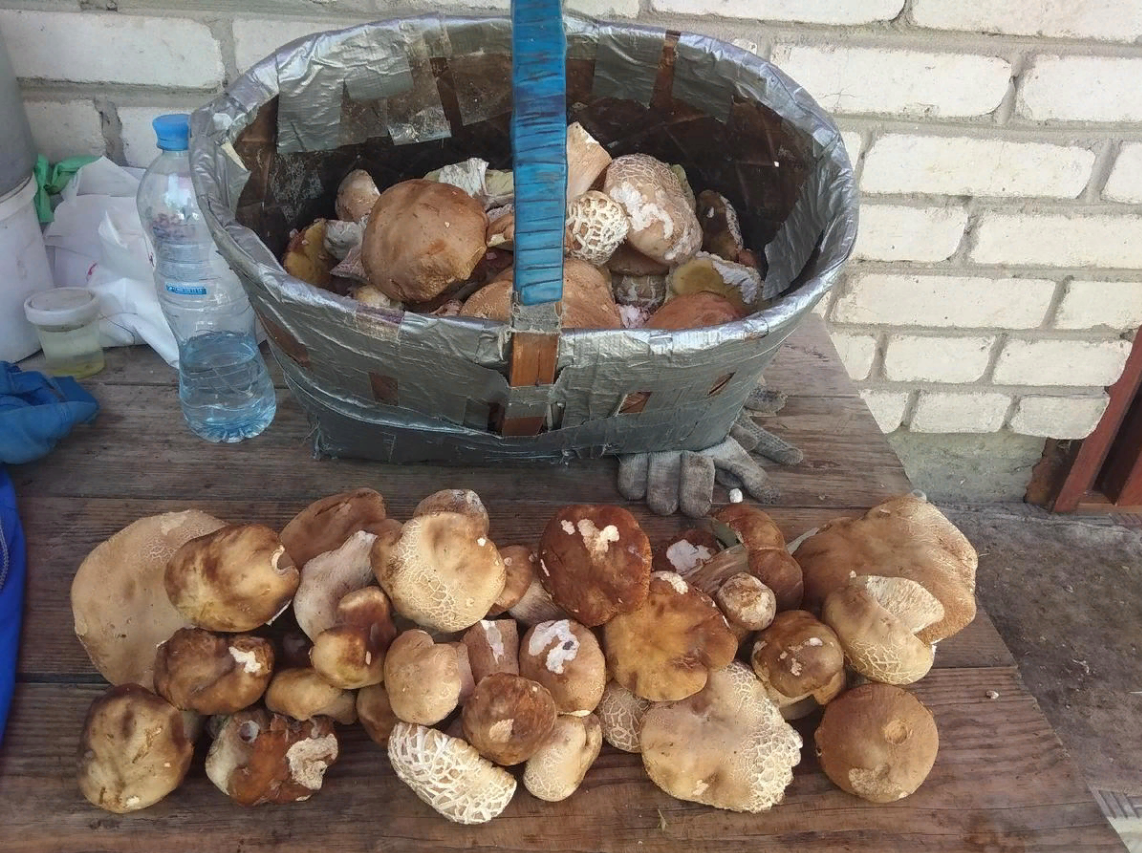 Фото Егора форум "Грибы Говорят".Хороший урожай! Слой первых белых задержался на три недели.