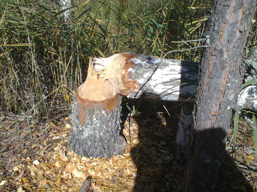 Фото автора.Подмосковье.Мещерский лес.Шатурский р-н. Бобры поработали.Сентябрь 2019.