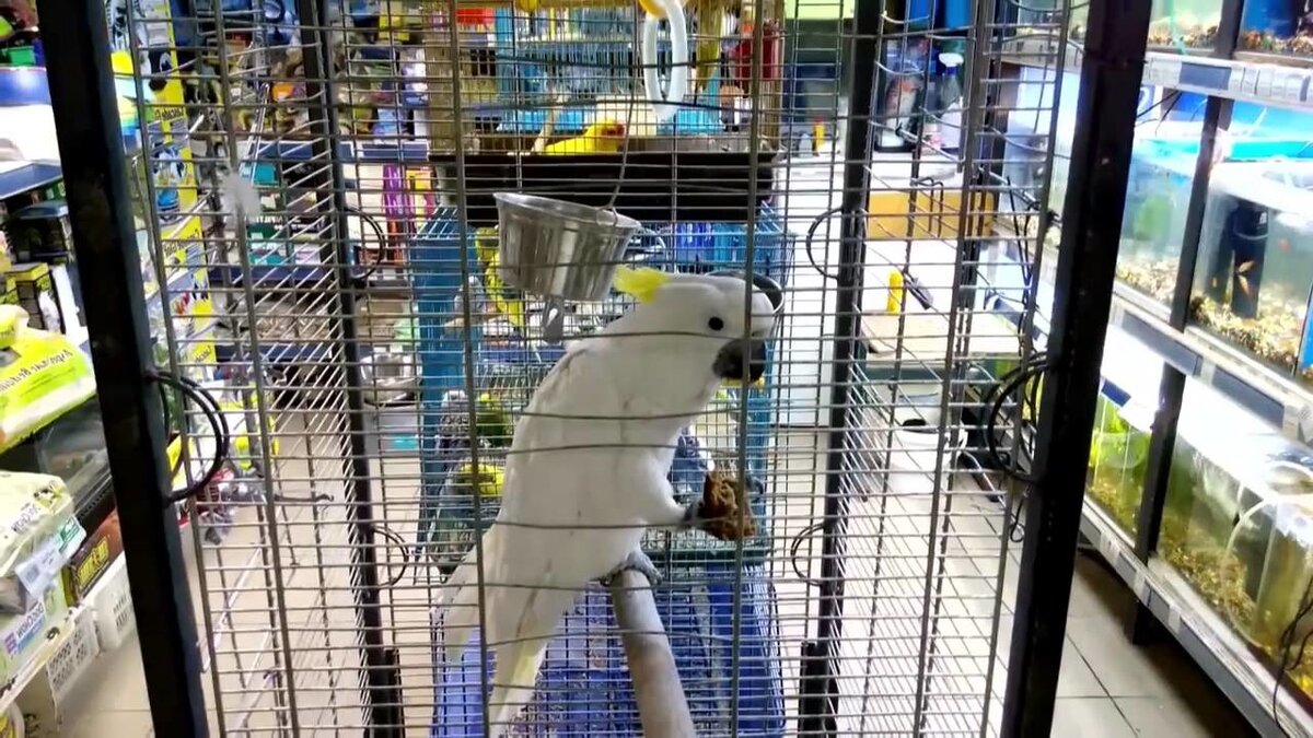 Попка