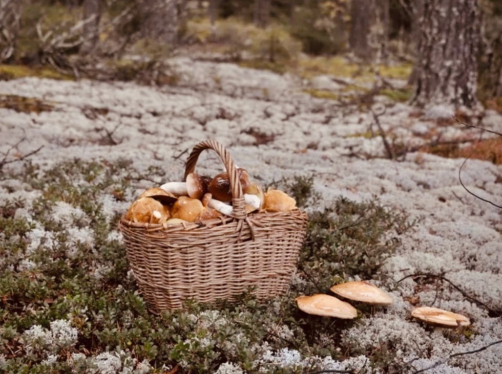 Корзинка с белыми грибами 