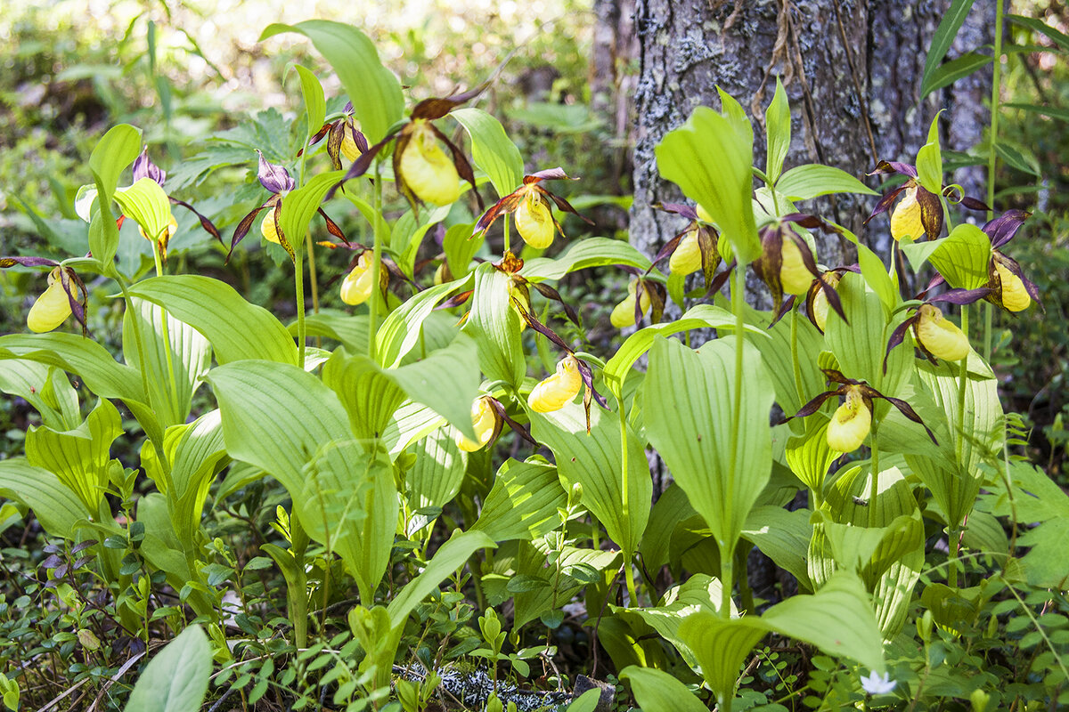 Венерин башмачок леопардовый. Венерин башмачок коми. Желтый и фиолетовый венерин башмачок. Башмачок настоящий венерин башмачок. Заповедник брянский башмачок настоящий.