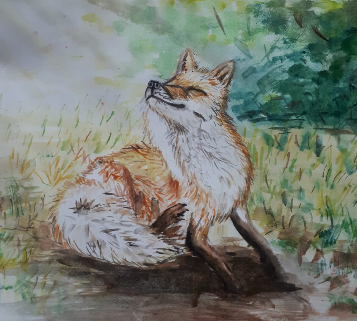 Рисунок лисы выполненный акварельными красками ) 