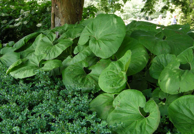 Белокопытник