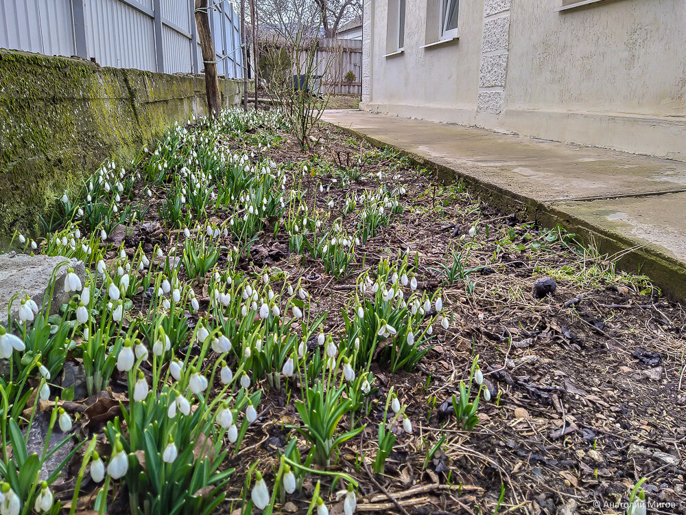 На фото:  галантусы под нашим орехом цветут с января и почти до апреля.