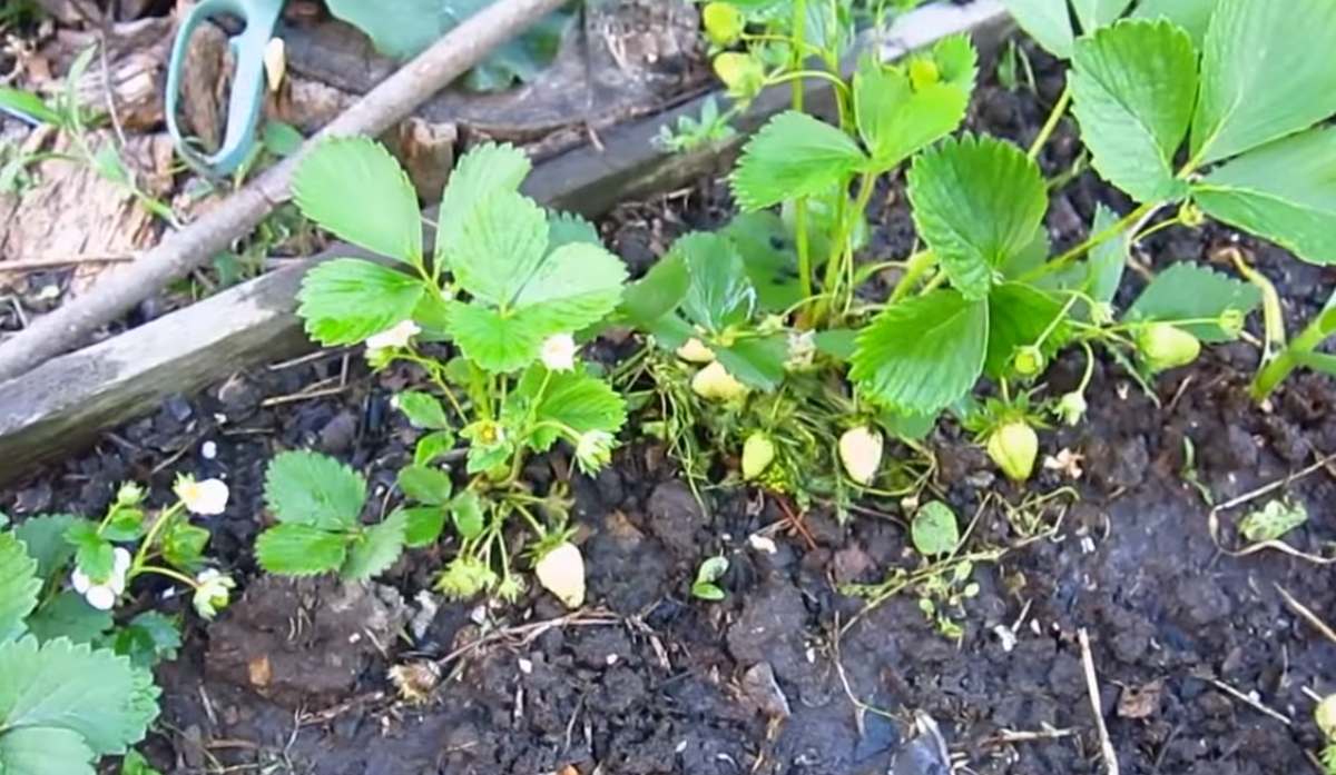 Повышаем урожайность клубники с помощью нашатырного спирта. Защита от вредителей