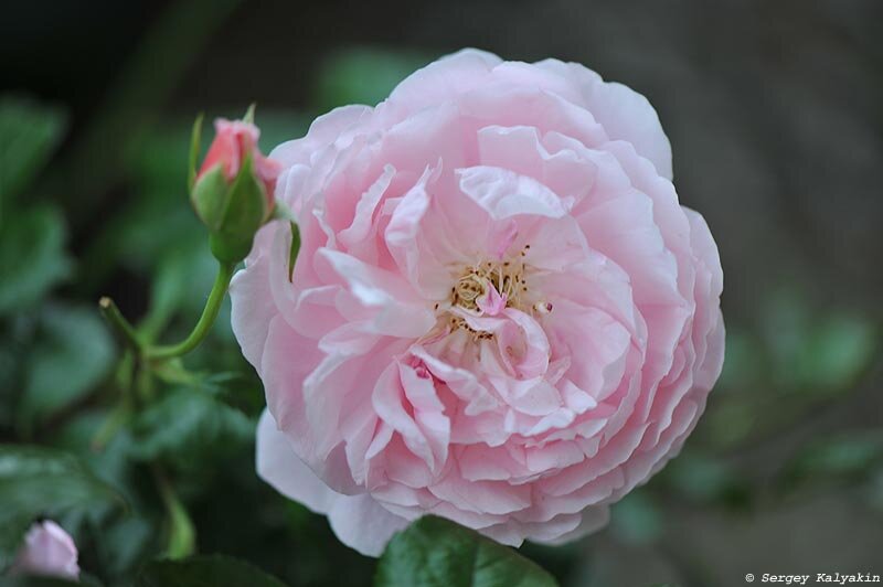 Роза Strawberry Hill