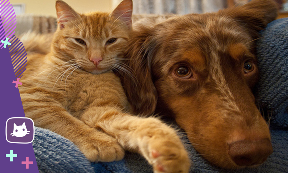 Диетотерапия собак и кошек. Могут ли коты есть собак. Могут ли коты есть собак. Бездомных животных. -даже если мы чертовски разные - это не повод не любить друг друга !.