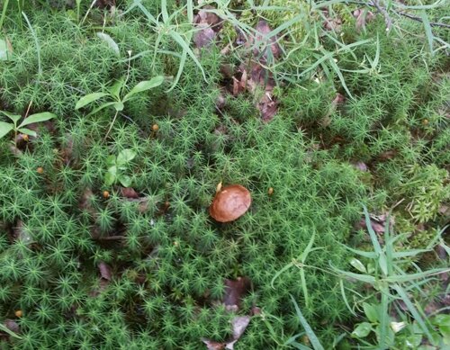 Вот такой старый и гнилой подберезовик!