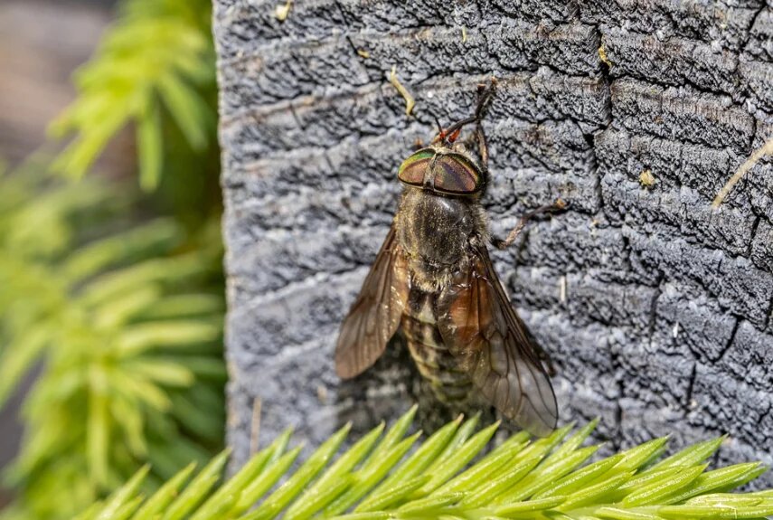 Фото: pixabay.com