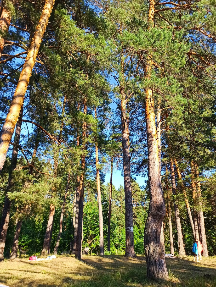 Авторское фото "Сосновый лес"