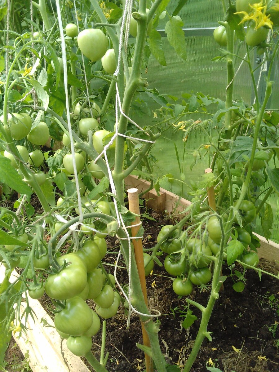 Помидоры, теплица, урожай