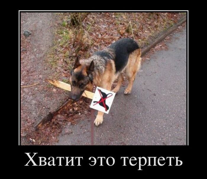 Прикольные картинки про собачников
