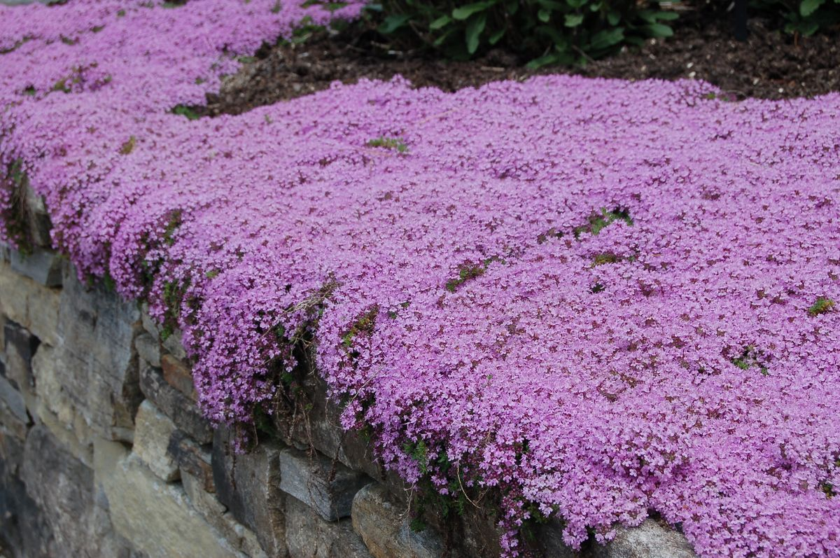 Тимьян ползучий (Thymus serpyllum)