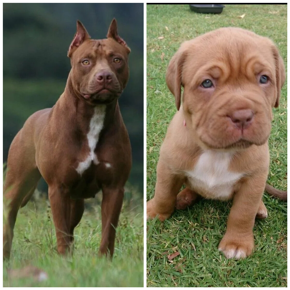 Питбульмастиф. Фото из открытых источников