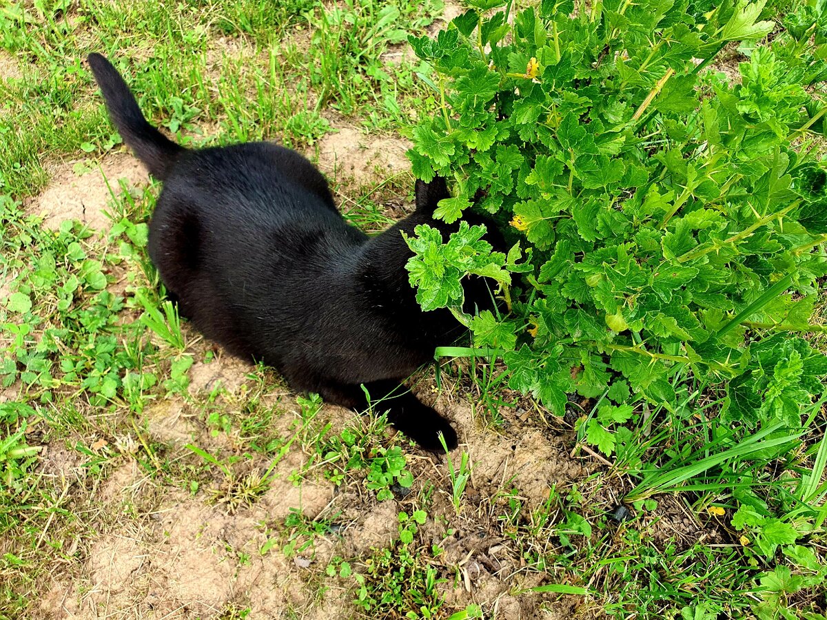 Багирка думает, что я ее не вижу, спряталась в крыжовник!