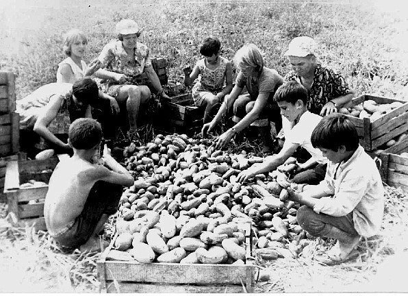 на картошке !