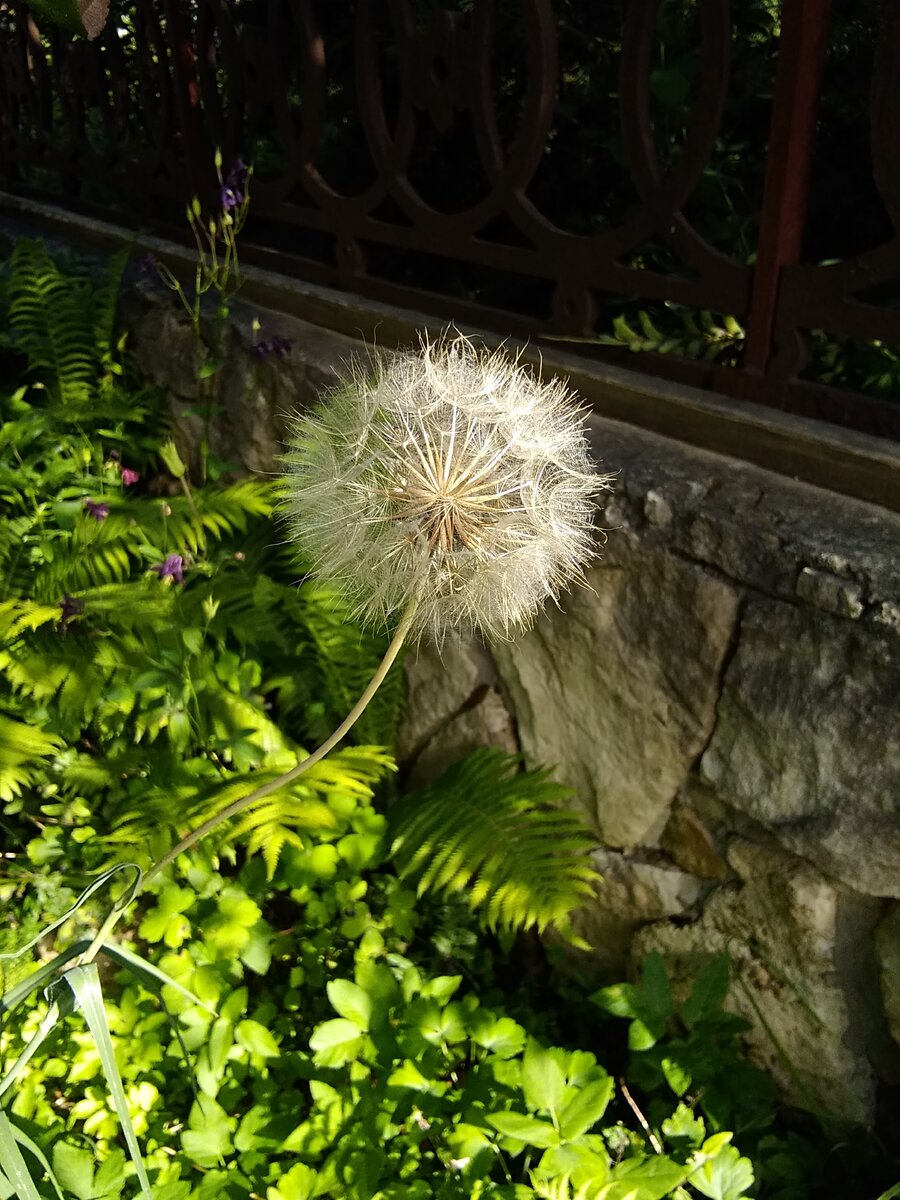 Гигантский "одуванчик" козлобородника