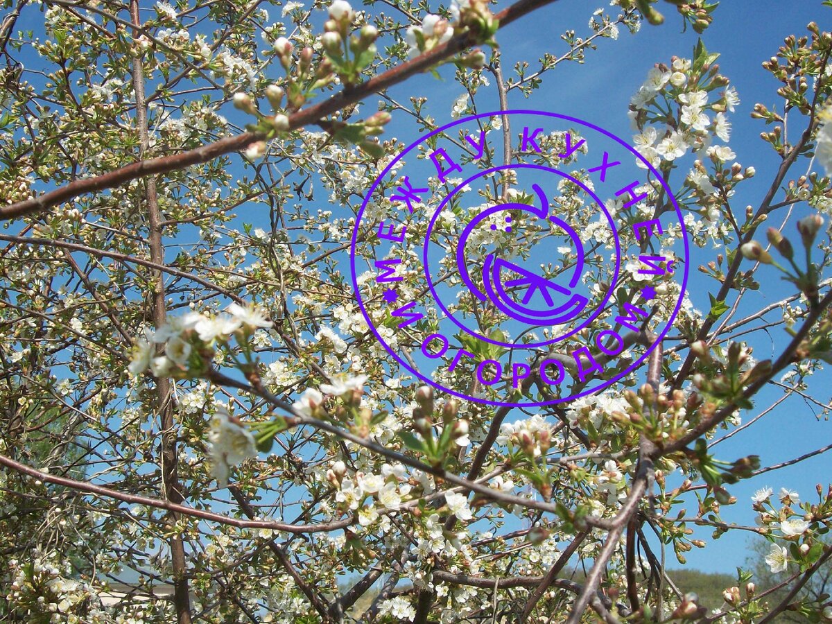 Когда вишня цвела, ничего не предвещало беды.